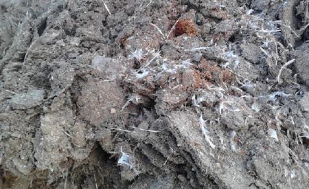 干雞糞如何發(fā)酵腐熟，發(fā)酵后的雞糞有機肥如何使用？