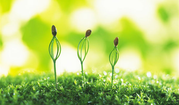 雞糞能直接使用嗎？雞糞正確使用方法