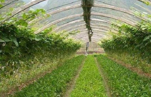 如何制作雞糞有機肥，該怎么施用？