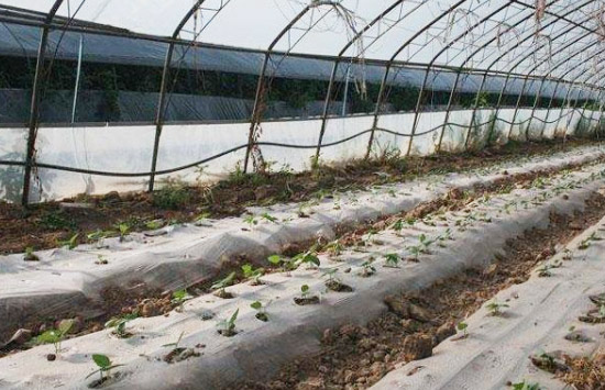 在不同規模的養雞環境中如何處理雞糞？