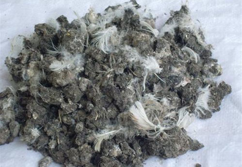 在不同規模的養雞環境中如何處理雞糞？