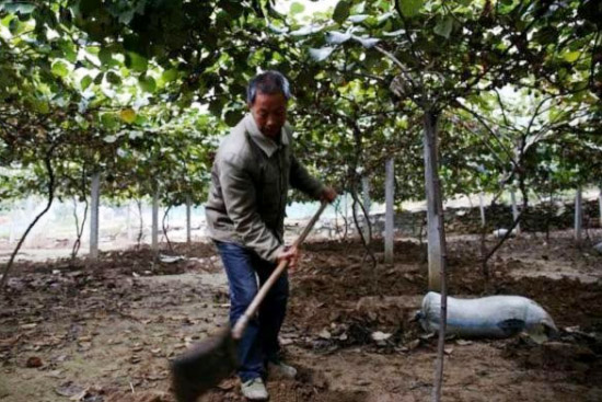 如何使用雞糞發酵劑發酵干雞糞？