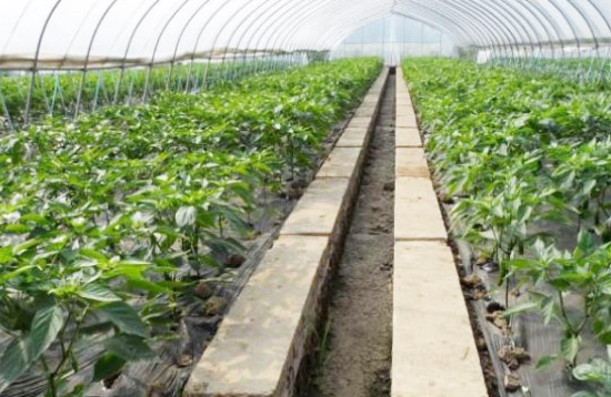 如何使用雞糞發酵劑發酵干雞糞？