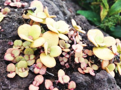 如何能提高雞糞有機(jī)肥的發(fā)酵效率？