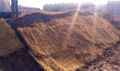 使用未經(jīng)發(fā)酵的雞糞有機(jī)肥有哪些危害？