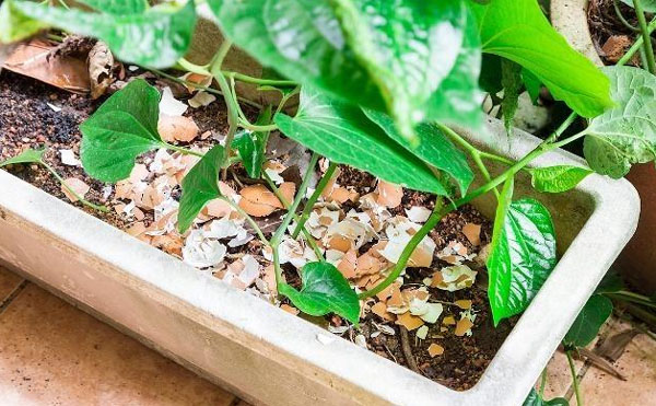 雞糞的發酵處理方法