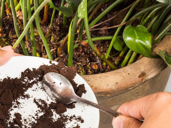 養花人發酵做有機肥的方法有哪些？