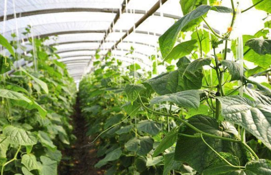 雞糞用做果樹有機肥如何施用才不燒根？