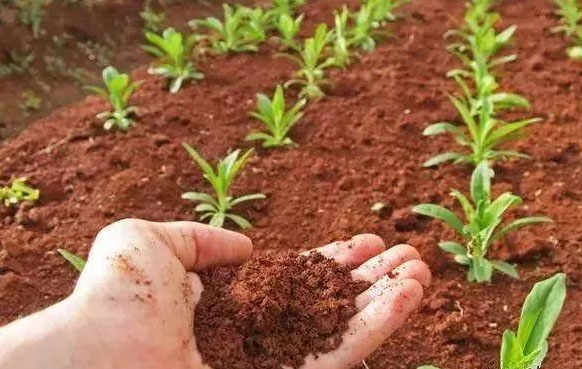 大棚蔬菜果園使用未經處理豬糞容易造成哪些災難