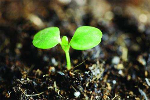 豬糞在日常種植中的作用及發(fā)酵速度？