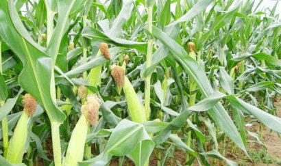 秸稈經過發酵都有哪些用途