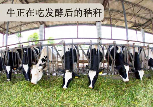 經過發酵的秸稈做飼料動物更愛吃