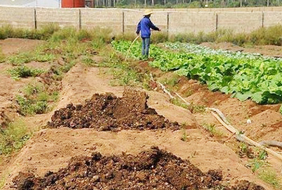 冬天豬糞使用堆肥發酵操作需要注意哪些？