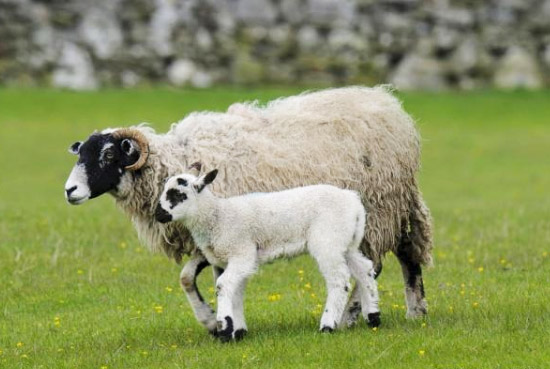 羊糞施用前為什么必須經過發酵處理？