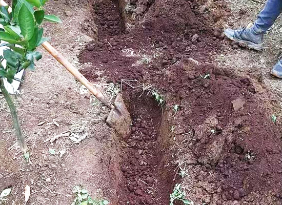 作為農家肥人糞和其他禽類糞便哪個好些