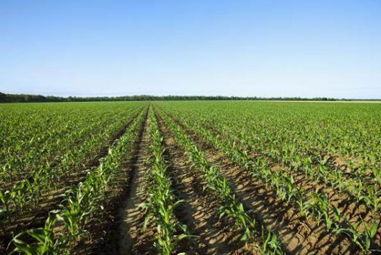 羊糞有機肥的發酵方法和使用優點