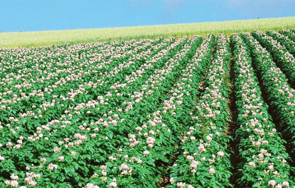 羊糞有機肥的發酵方法和使用優點