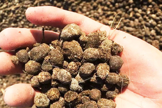 羊糞有機肥的發酵方法和使用優點