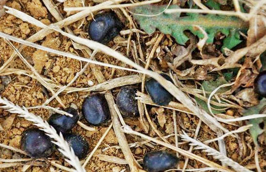 羊糞要想作為花肥使用需要怎樣處理