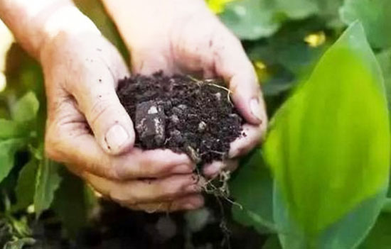 羊糞發酵處理制作有機肥的方法