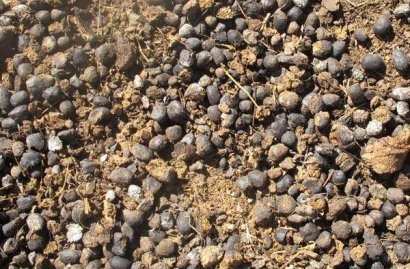 曬干的羊糞還用發酵嗎？