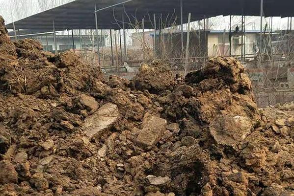 羊糞未腐熟會造成哪些后果