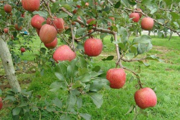 羊糞有機肥可以用在果樹上嗎