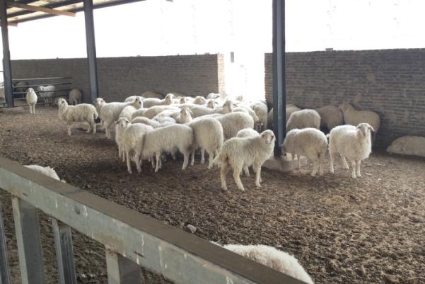 養(yǎng)殖場的羊糞怎么處理