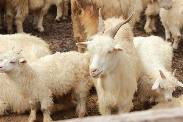 羊糞如何做到科學利用