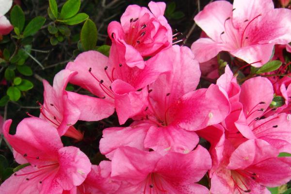 羊糞養(yǎng)花該注意哪些