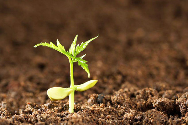 羊糞中出現未消化的飼料是什么原因造成?