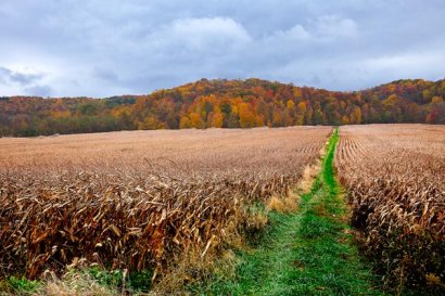 秸稈做成肥料后怎么用于農作物？