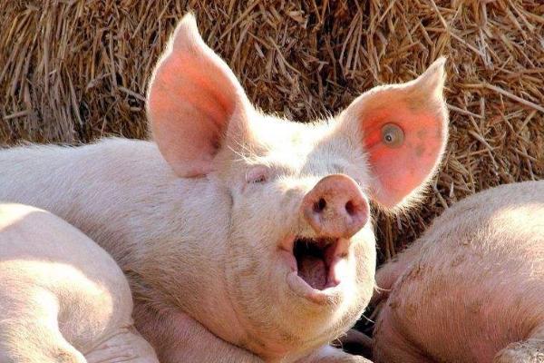 發酵后的秸稈飼料可以養豬嗎