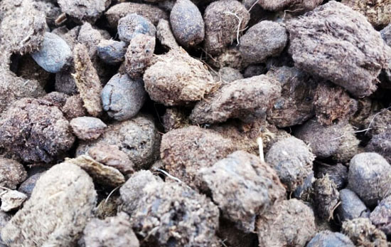 羊糞未腐熟會造成哪些不良后果？