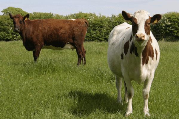 秸稈顆粒飼料喂牛的好處