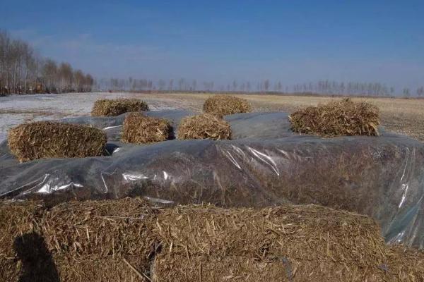 玉米秸稈氨化飼料怎么加工