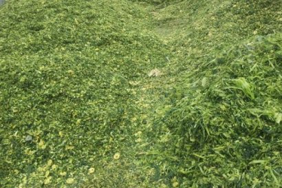 如何使用青貯玉米秸稈喂牛？