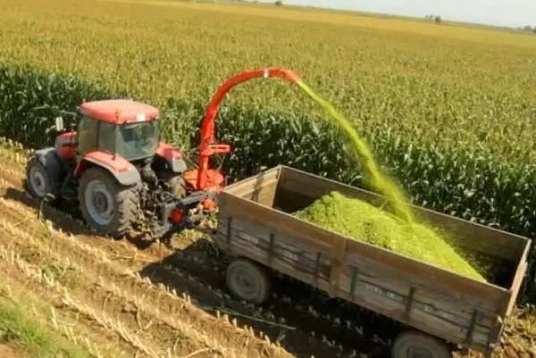 青貯玉米秸稈喂牛需要注意什么