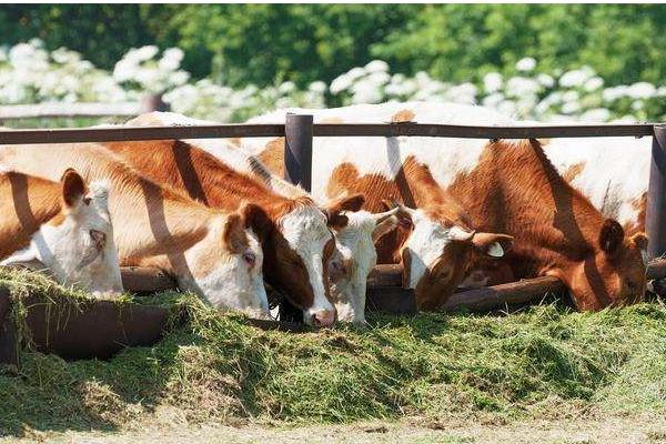 青貯秸稈飼料喂牛一天喂多少合適