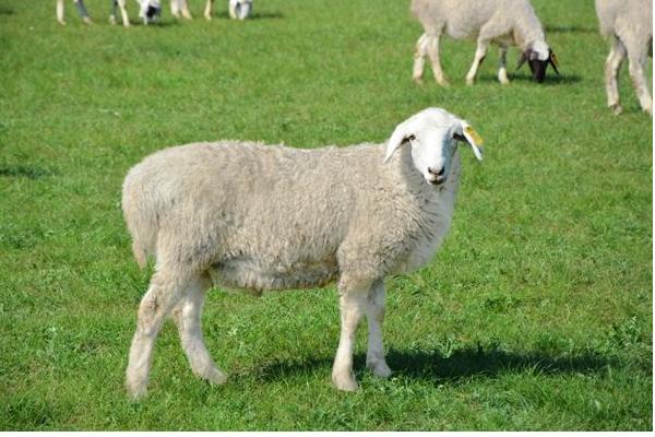 小麥秸稈發(fā)酵后可以喂羊嗎