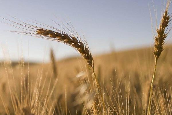 小麥秸稈發酵有機肥的方法