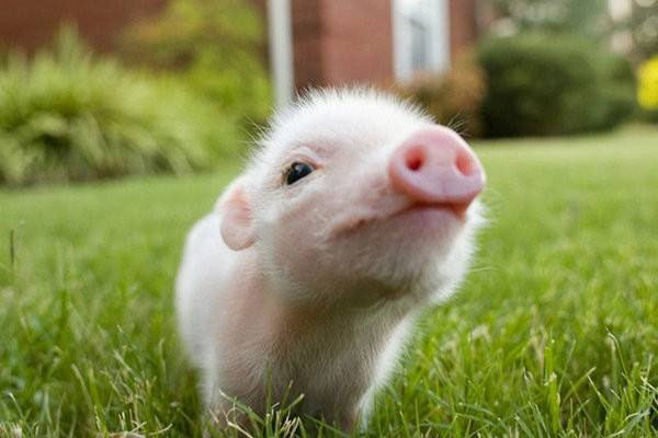 豬糞發(fā)酵制作有機(jī)肥的主要途徑