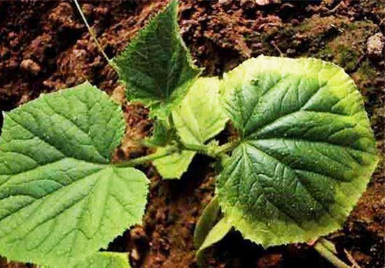 如何用豬糞發酵劑發酵豬糞呢