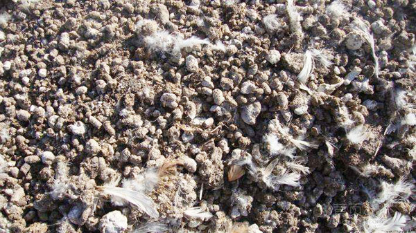 雞糞發酵的簡單方法，需要使用哪種發酵劑？