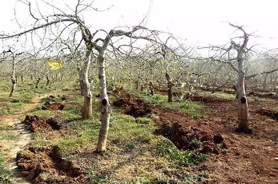 豬糞發(fā)酵有機(jī)肥的制作方法