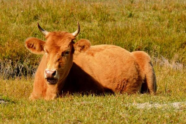 發酵后的高粱秸稈可以喂牛嗎