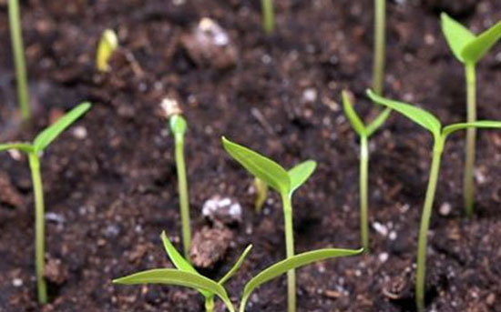 牛糞發酵做底肥的優勢與隱患