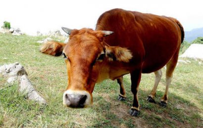 牛糞冬季還能制作有機肥嗎？