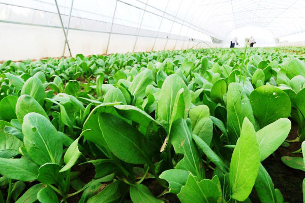 牛糞發酵制有機肥的方法及常見問題