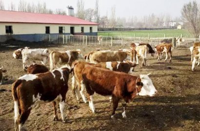 牛糞有機肥發酵過程與詳細方法